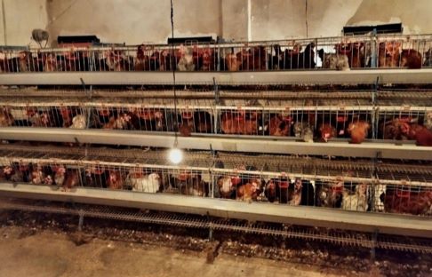 تخم مرغ محلی ارگانیک ، گلپایگان